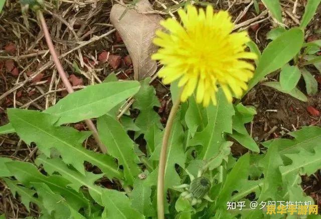 原神蒙德蒲公英籽怎么采摘 原神蒙德蒲公英籽采摘攻略